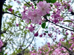 -中央公园(苏州工业园区)