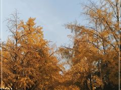 -三里屯东五街银杏大道