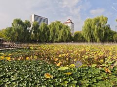 -迎泽公园