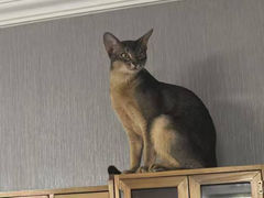 -猫十亿·布偶金渐层·曼基康矮脚猫舍(青年路店)