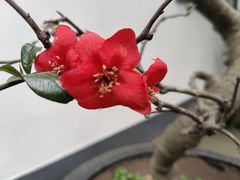-成都杜甫草堂博物馆