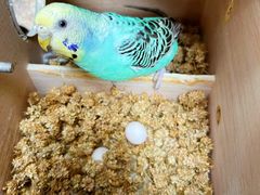 -清平路水族市场