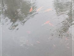 -西北湖绿化广场