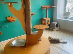 -柚子猫舍·精品猫舍购猫·猫咪认养·购宠·宠物店