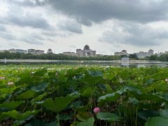 -莲花池公园