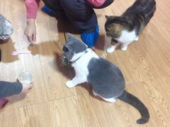 -李小姐の猫咖啡馆(五角场店)