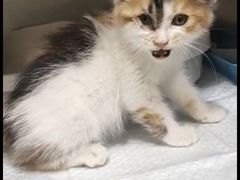 -萌兽医馆·犬猫专科·眼科中心·宠物医院(朝阳门分院)