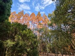 -上海共青森林公园