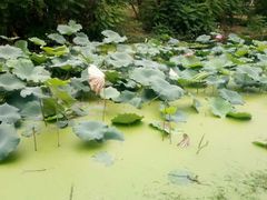 -长白岛森林公园