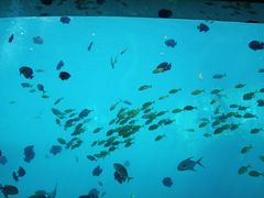 -瑞德姆美人鱼海底演艺主题餐厅(亚龙湾店)