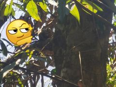 -广州市流溪河国家森林公园