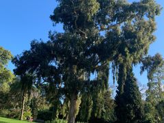 -墨尔本皇家植物园