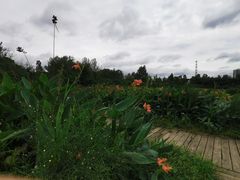 -三圣花乡旅游区