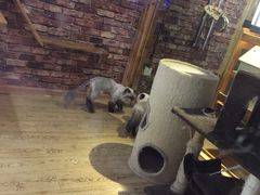 -喵园·猫主题咖啡厅·撸猫·猫咖(国贸店)