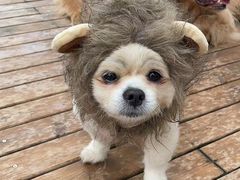 -趣多多宠物公园·宠物训犬学校·宠物寄养
