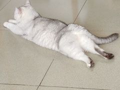 -瑞鹏宠物医院·普外科·影像科·皮肤科(城市山谷分院)