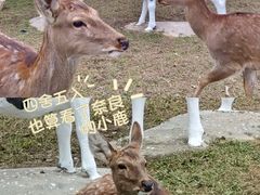 -丹樱生态园