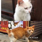 暴走魔都~古镇烟云