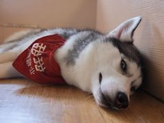 -Husky Go! 哈士奇体验馆·宠物咖啡厅狗咖