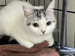 -瑞鹏宠物医院·骨科·猫科·内科(第一中心)