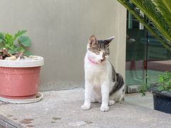 -ARTEASG啊T·新加坡奶茶(天一店)