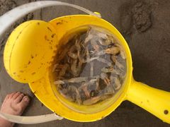 -秦皇岛阿尔卡迪亚滨海度假酒店