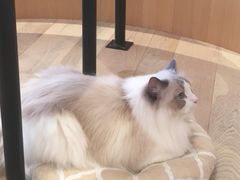 -CAT’S MEWSTAR CAFE·喵星球猫屋(晴湾咖啡店)