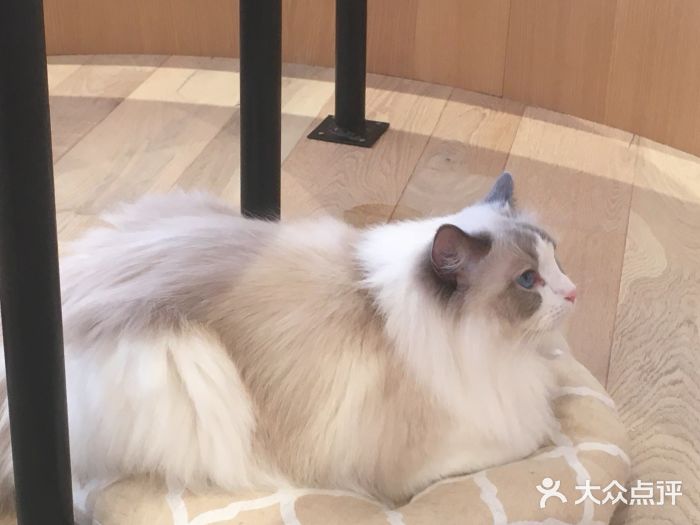 CAT’S MEWSTAR CAFE·喵星球猫屋(晴湾咖啡店)图片
