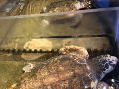 -青岛海底世界-水族馆