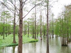 -大莲湖农家乐(青西郊野公园店)