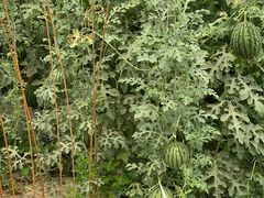 -庞各庄翠芳园西瓜蔬菜基地采摘园