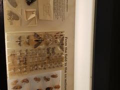 -墨尔本博物馆(Melbourne Museum)