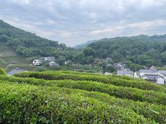 -阿巧茶庄