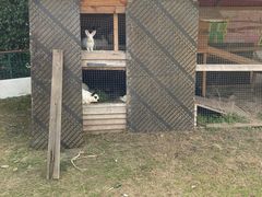 -明珠湖天鹅苑·农家菜馆