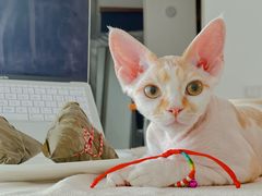 -猫十亿·布偶金渐层·曼基康矮脚猫舍(青年路店)