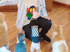 大堂-喵园·猫主题咖啡厅·撸猫·猫咖(国贸店)