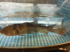 -北大荒淡水鱼馆(秀水广场店)