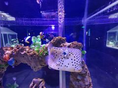 -太平洋海底世界