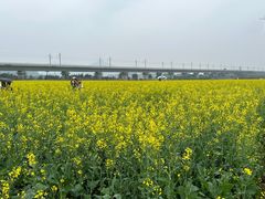 -光明小镇欢乐田园