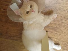 -北京观赏动物医院·24小时大型综合·猫专科·异宠专科