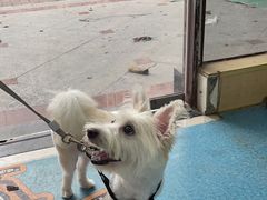 -宠颐生猫科·内科皮肤科(西平世纪城店)