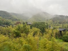 -大唐贡茶院
