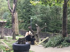 -都江堰中华大熊猫苑