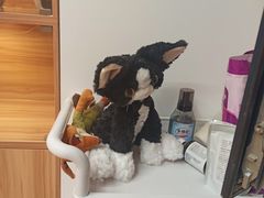 -猫十亿·布偶金渐层·曼基康矮脚猫舍(青年路店)