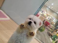 -BABIT巴比特宠物(MOMOPARK店)