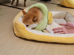 -逗柴咖啡屋·狗咖猫咖宠物桌游