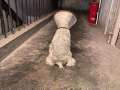 -半岛宠物医院24小时(科华中路店)