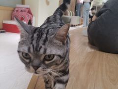 -猫和宫(六道口店)