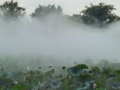 -鹅湖玫瑰文化园
