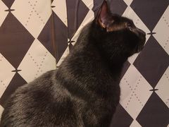 -大型宠物商超·宠海王国·宠物猫狗活体·用品·美容(新世界百货重庆店)